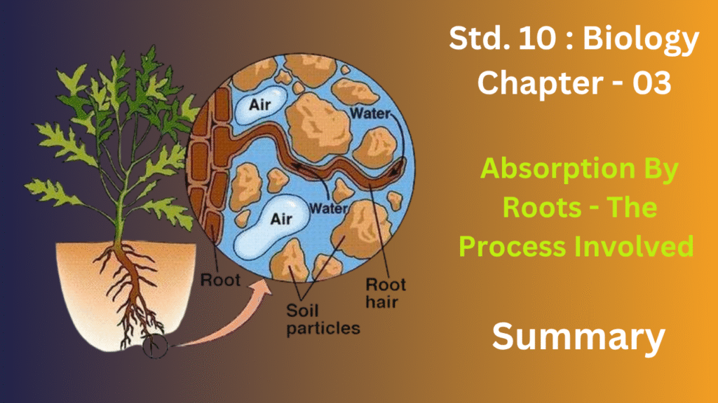 Absorptive Root Absorption By Roots - The Process Involved - education85.com